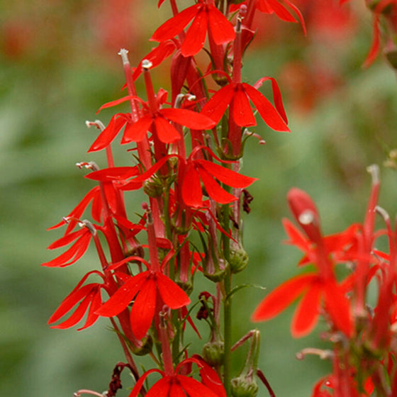 Close-up of Cardinal Flower red tubular blooms on upright Lobelia cardinalis flower spikes