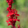 close up view of red cardinal flower