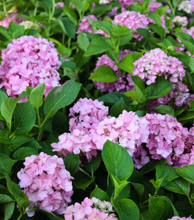 Cardinal Red Hydrangea