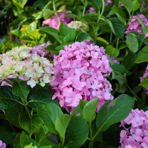 early blooms on the cardinal red hydrangea