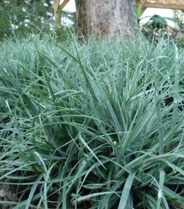 Carex Blue Zinger