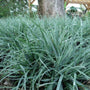 blue green foliage on Carex Blue Zinger