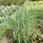Carex Blue Zinger ornamental grass with long blue foliage