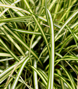 Carex Evergold