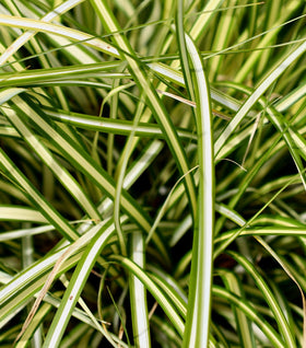 Carex Evergold
