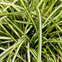 Carex Evergold variegated foliage