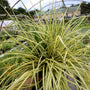 Carex Evergold