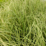 Carex Evergold variegated foliage