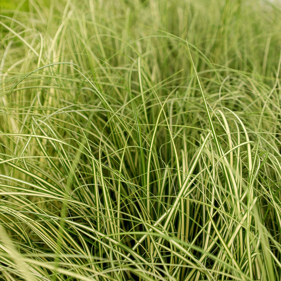 Carex Evergold variegated foliage