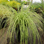 carex grass