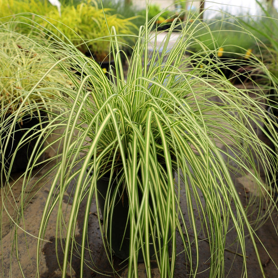 carex grass