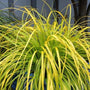 The bright Chartreuse Foliage of Carex Everillo