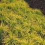 Everillo Sedge used as a groundcover