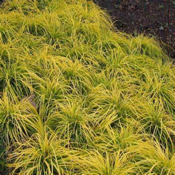 Everillo Sedge used as a groundcover