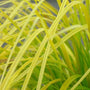 Close-up of the bright foliage of Carex Everillo