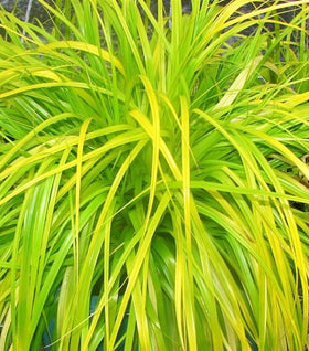 Carex Everillo