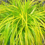 Carex Everillo brightens up shaded areas of the garden