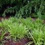 vibrant white and green perennial grass in the landscape