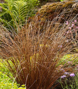 Carex Red Rooster