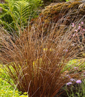 Carex Red Rooster