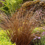 red ornamental grass
