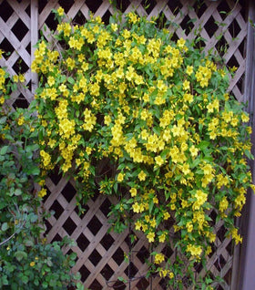 Carolina Jessamine