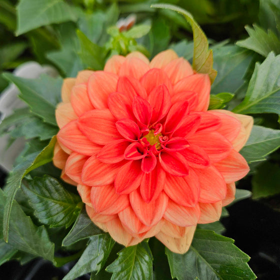 Carolina Orange Dahlia blooming in a sunny patio container with bold warm orange flowers above green foliage