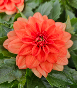 Carolina Orange Dahlia
