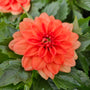 Close-up of Carolina Orange Dahlia blossoms showing saturated orange layered petals in summer bloom