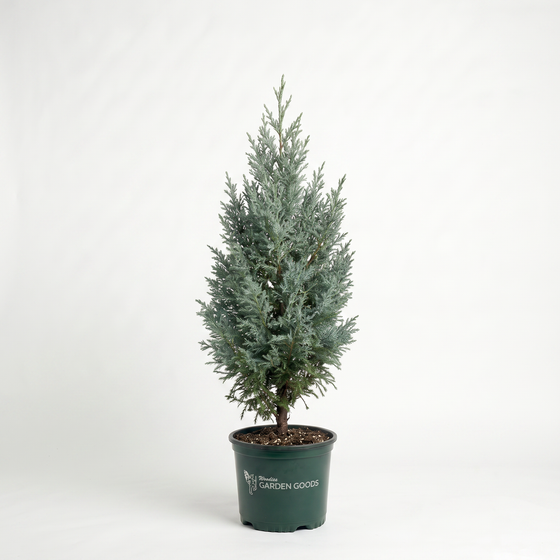 A small blue-green tree in a dark green plastic nursery pot, photographed against a plain white studio background. The pot has the words 'The Garden Goods' printed on it.