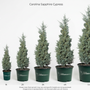 Five potted Carolina Sapphire Cypress trees of increasing sizes arranged in a row against a white background, with a height measurement scale on the left side and the text 'Carolina Sapphire Cypress' at the top.