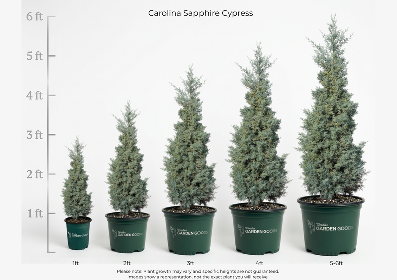Five potted Carolina Sapphire Cypress trees of increasing sizes arranged in a row against a white background, with a height measurement scale on the left side and the text 'Carolina Sapphire Cypress' at the top.