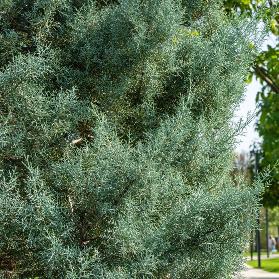 foliage of a Carolina Sapphire cypress Tree