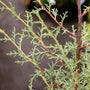 close up of the blue gray foliage of Carolina sapphire cypress tree