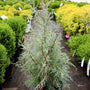 blue cypress tree in 3 Gallon Pot showing its vibrant cool blue color