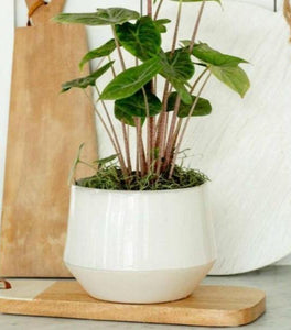 Carter' Tapered Ceramic Crock