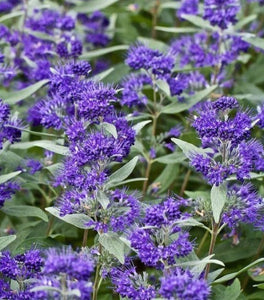 Caryopteris Dark Knight