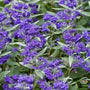Dark Knight Bluebeard blooming in late summer with deep blue flower clusters