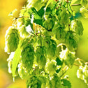 Cascade Hops Vine flowers