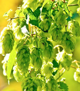 Cascade Hops Vine