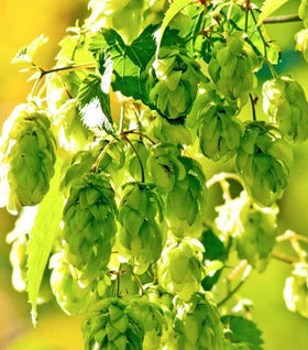 Cascade Hops Vine
