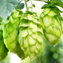 Cascade Hops Vines