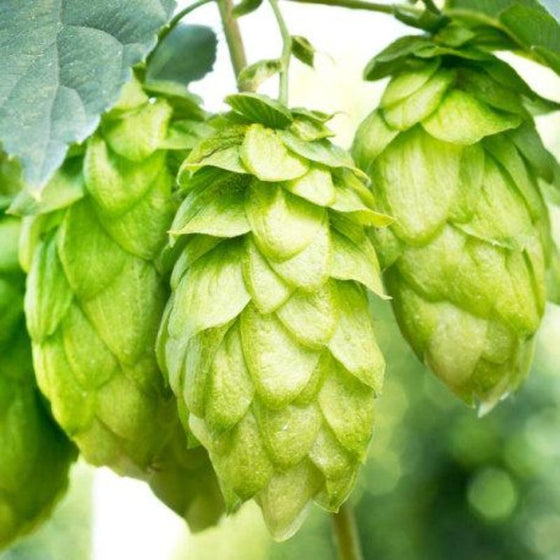 Cascade Hops Vines