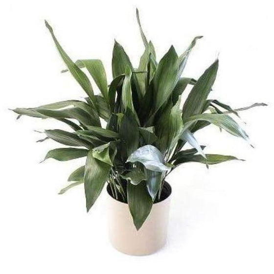 Single Cast Iron Plant with flat dark green waxy leaves beautifully contrasted in white planter
