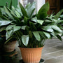 Cast Iron Plants shiny green foliage adds a tropical flair to any indoor decor