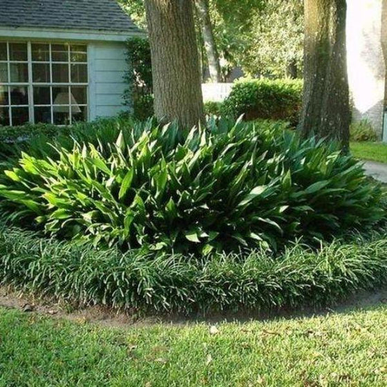 Cast Iron Plants can be planted in the landscape outdoors up to zone 7