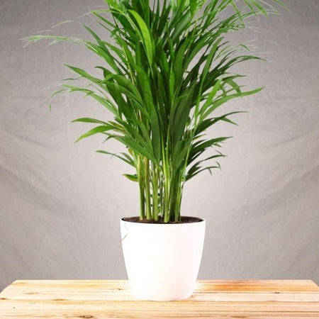 indoor cat palm Buy Cat Palm Online - Pet-Friendly Palm