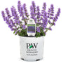 A potted lavender plant with tall purple flower spikes and green leaves, in a white plastic nursery pot printed with the Proven Winners brand logo, on a white background.