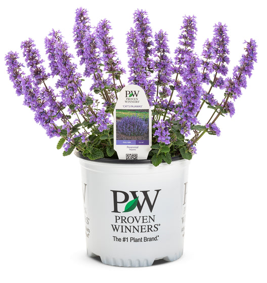 A potted lavender plant with tall purple flower spikes and green leaves, in a white plastic nursery pot printed with the Proven Winners brand logo, on a white background.