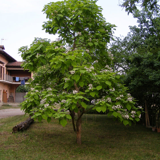 Catapulta Tree Northern Catalpa Tree for Sale | Fast-Growing Flowering Shade Tree